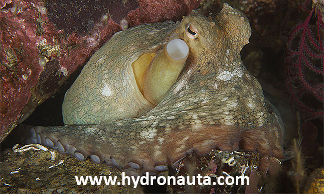 Octopus vulgaris